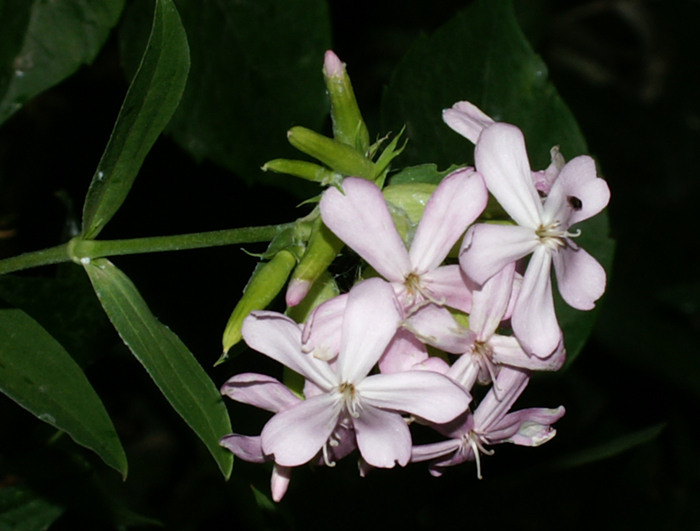 Saponaria officinalis / Saponaria comune